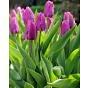 Tulip Attila Bulb