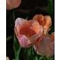 Tulip Apricot Beauty Bulb