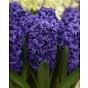 Hyacinth Double Royal Navy Bulb