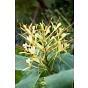 Hedychium Gardnerianum (Kahlil Ginger)