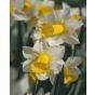 Narcissus Golden Echo Bulb