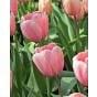 Tulip Pink Impression Bulb