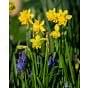 Narcissus Tete Boucle Bulb