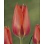 Tulip Temple of Beauty Bulb