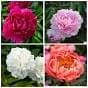 Peony Collection
