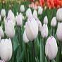 Tulip Jacuzzi Bulb
