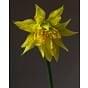 Narcissus Rip van Winkle Bulb