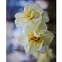 Indoor Flowering Narcissus Erlicheer Bulb
