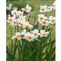 Narcissus Geranium Bulb