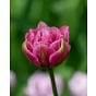Tulip Aveyron