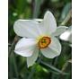 Narcissus Actaea 10/12 cm Bulb