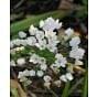 Allium Cowanii Bulb