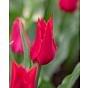 Tulip Pieter de Leur