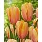 Tulip Blushing Impression 