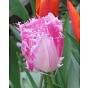 Tulip Huis Ten Bosch ® Bulb