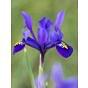 Iris Reticulata Pixie ®