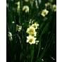 Narcissus Yellow Cheerfulness 10/12 cm Bulb