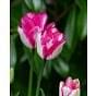 Tulip Hotpants Bulb