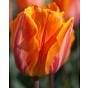 Tulip Princess Irene Single Early Bulbs