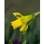 Narcissus Obvallaris (Tenby Daffodil) 10/12 Bulb