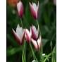 Tulip Clusiana Peppermint Stick Bulb