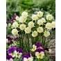 Narcissus Arctic Bells 6/7 cm