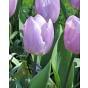 Tulip Candy Prince ® Bulb