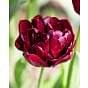 Tulip Palmyra ® 11/12 cm 
