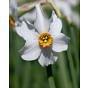 Narcissus Recurvus (Pheasant Eye) Bulb