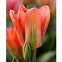 Tulip Apricot Emperor Bulb