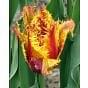 Tulip Bastia Bulb