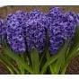 Hyacinth Double Royal Navy Bulb