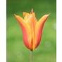 Tulip Ballerina 10/11 cm