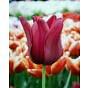 Tulip Merlot