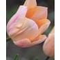 Tulip Apricot Beauty
