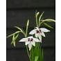 Acidanthera - Gladiolus Callianthus Murielae Bulb
