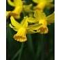 Narcissus February Gold 10/12 cm