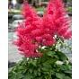 Astilbe Drum and Bass 