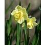 Narcissus Yellow Cheerfulness