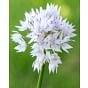 Allium Amplectens Graceful Beauty Bulb
