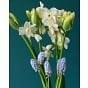 Narcissus Silver Chimes