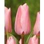 Tulip Albert Heijn ® Bulb
