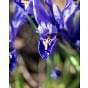 Iris Reticulata Harmony Bulb