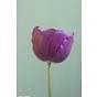 Tulip Negrita 11/12 cm Bulb