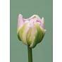 Tulip Finola