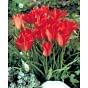Tulip Linifolia