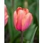 Tulip Design Impression ® Bulb