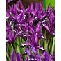 Iris Reticulata Pauline Bulb
