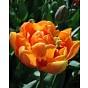 Tulip Orange Princess