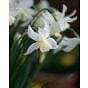 Narcissus Tresamble Bulb